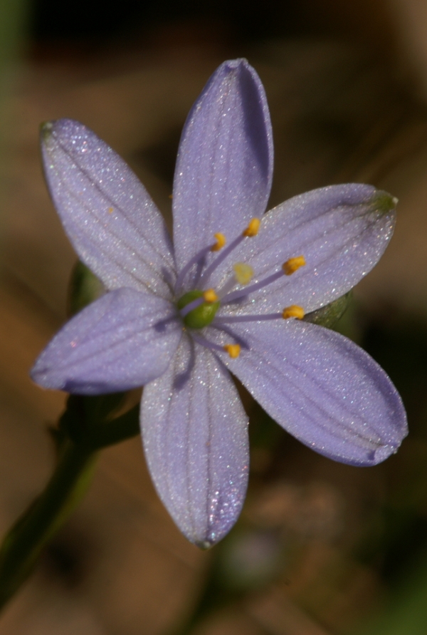 Chamaescilla corymbosa